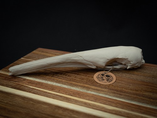 Life size anteater skull - life,