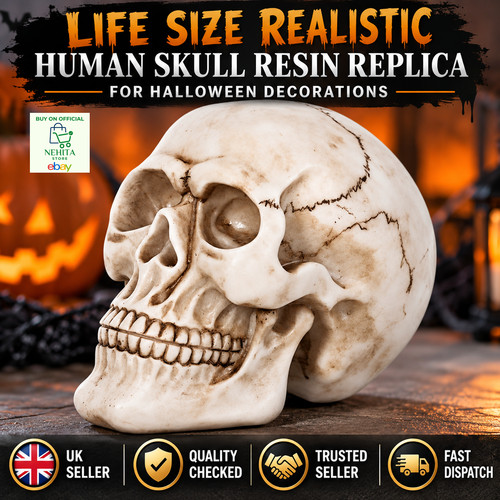 Human skull replica resin - human,