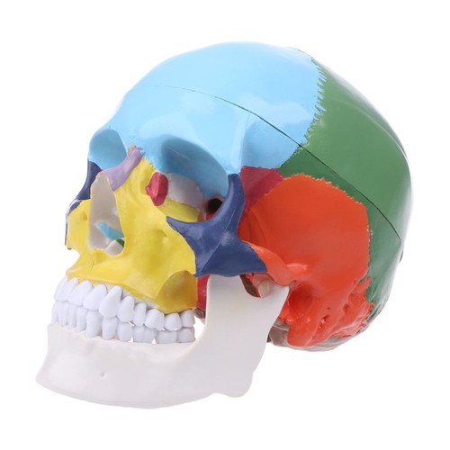 Life size colorful - life, skull
