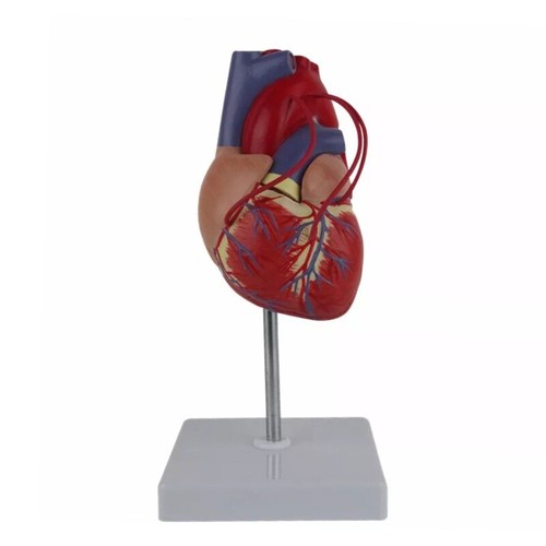 Anatomical human heart - anatomical, model