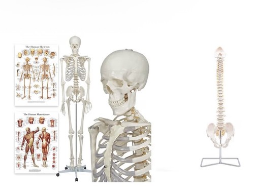 Buddy the budget skeleton - the,