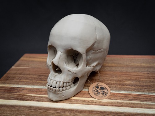 Life size human skull - life,
