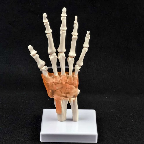 Life size hand joint with - life,