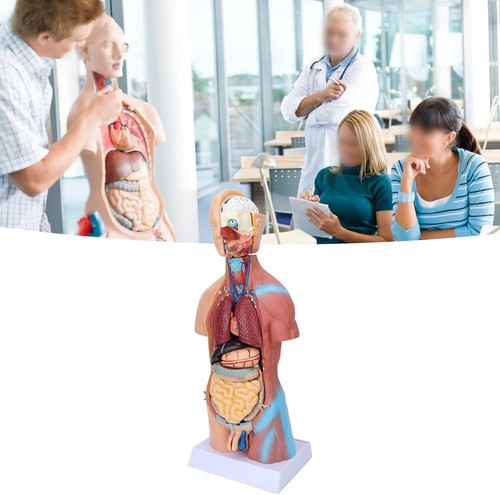 Jonlaki human torso model - human,