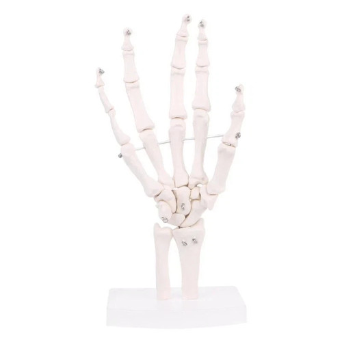 Life size human hand joint - life,