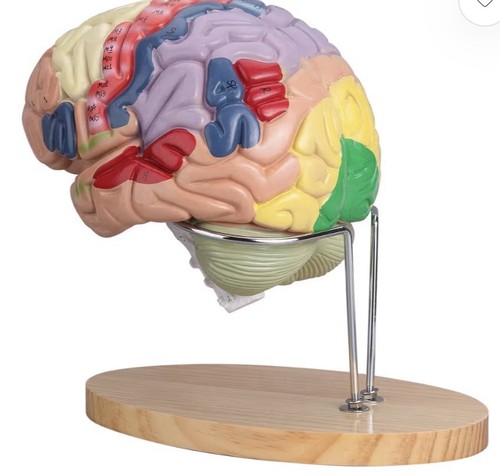 Lvchen human brain model - lvchen,