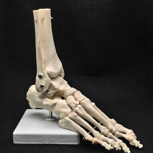 Life size foot and - size, ankle