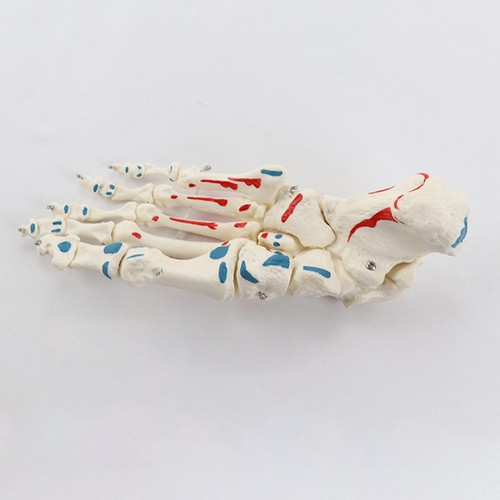 Life size foot skeleton muscle - life,