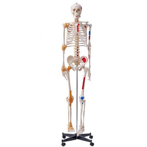 Vevor human skeleton model - human,