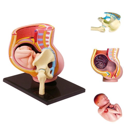 Life size human pregnancy - size,