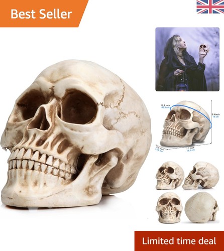 Life size skull - life,