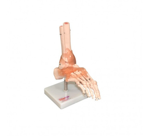 Life size foot ankle - foot, with