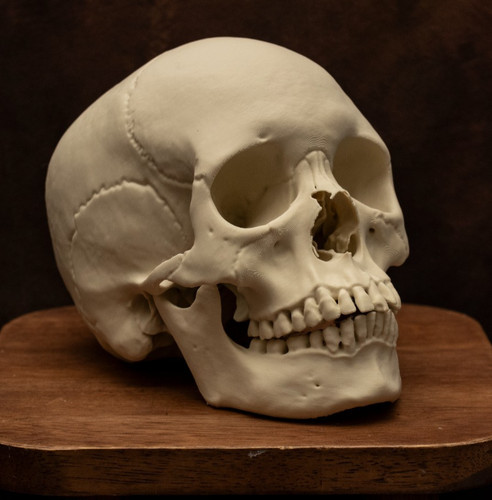Female human skull - female, replica