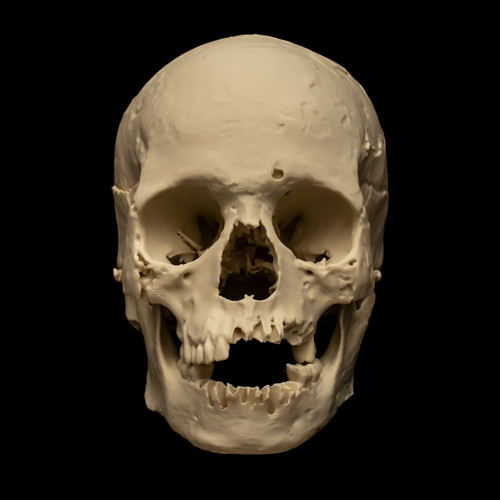 Human skull replica life size - human,