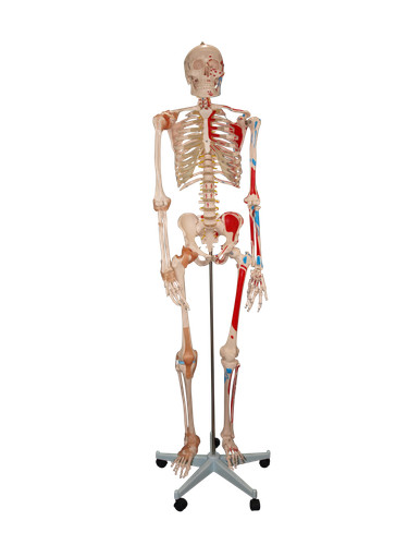 Life size skeleton - skeleton, model