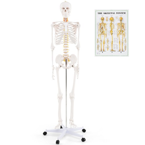 Costway 180 life size human - life,