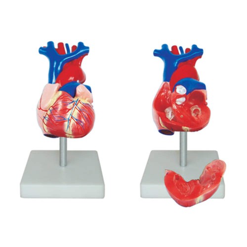 66fit anatomical life size - 66fit™,