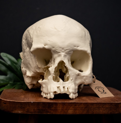 Human skull replica - human, size