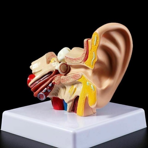 Human ear anatomy model 5 - model, 1.5