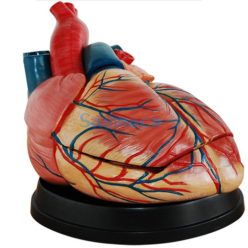 Life size human heart - 4x,