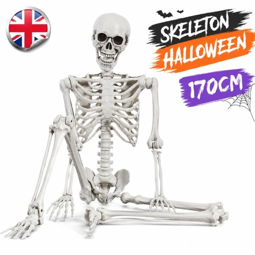 Giant life size human skeleton - life,