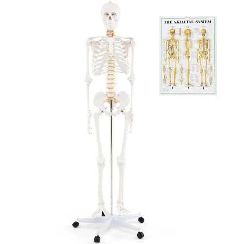 Costway 180cm life size - life, human