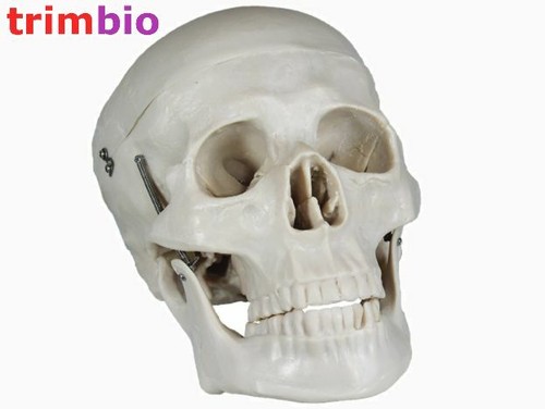 Life size human - human, skull