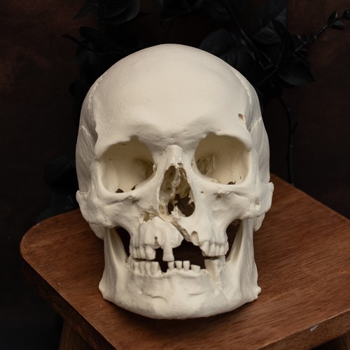 Human skull replica life - |,
