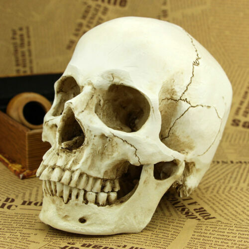 Life size human - human, skull