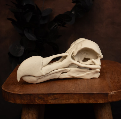Dodo skull replica life size - dodo,