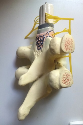 Spinal cord and nerve life - spinal,