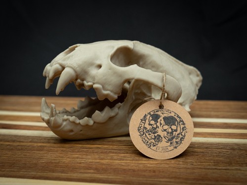 Life size wolverine skull - wolverine,
