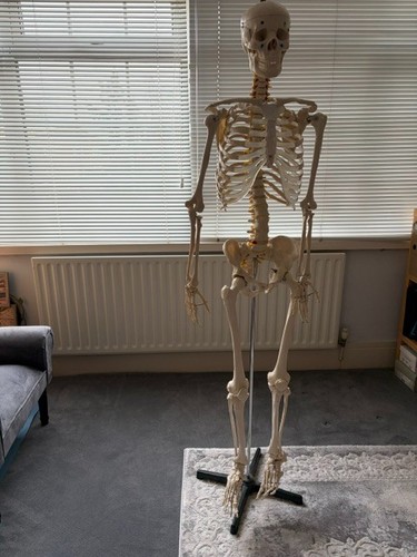 Life size human skeleton - life-size,