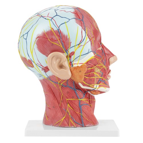 Anatomical life size head - anatomical,