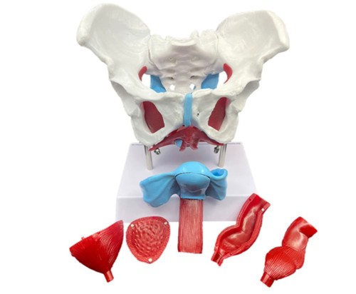 Pvc natural life - size, female