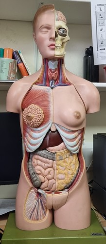 Anatomical model life size - model.,