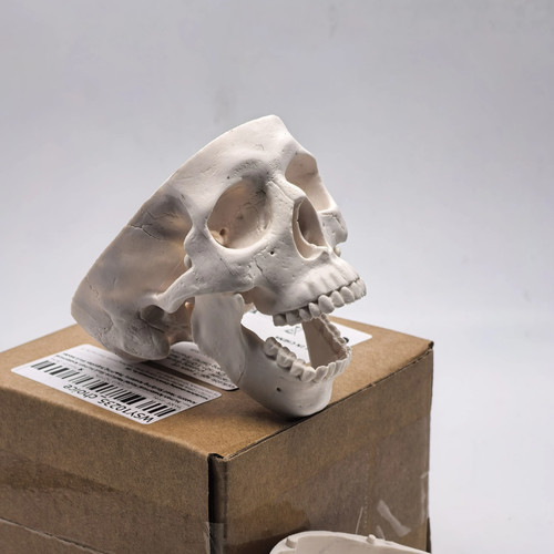 Human skull replica resin - uk,