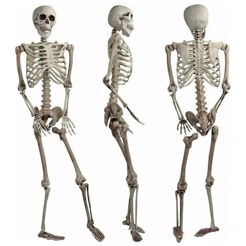 165cm life size human - life, skeleton