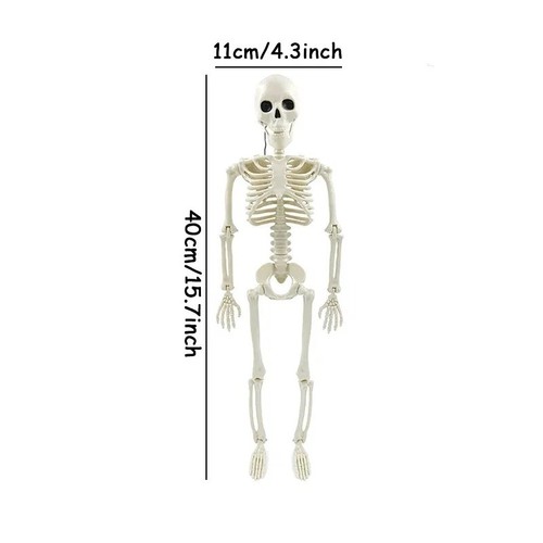 Giant life size human skeleton - size,