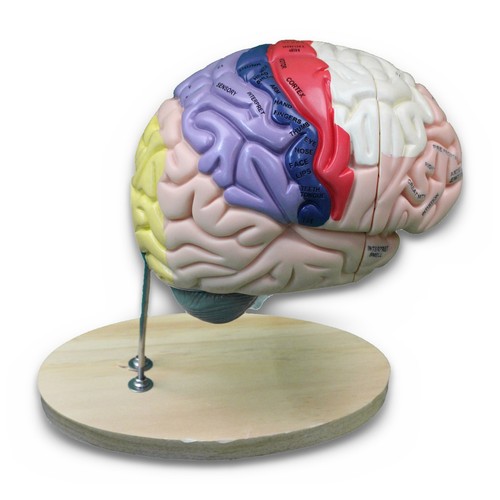 Vevor anatomical brain model - vevor,