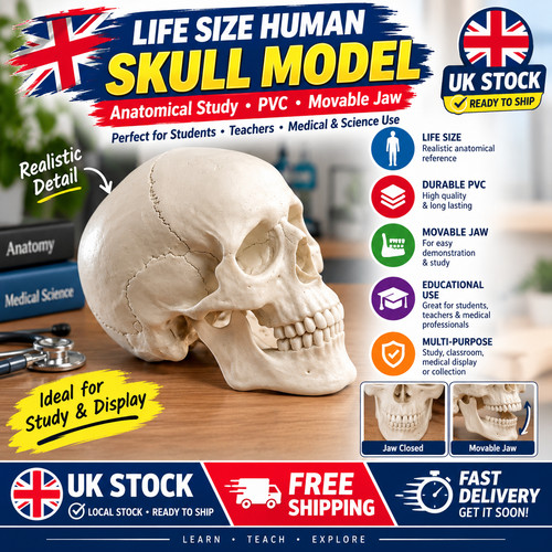 Life size human skull - life,