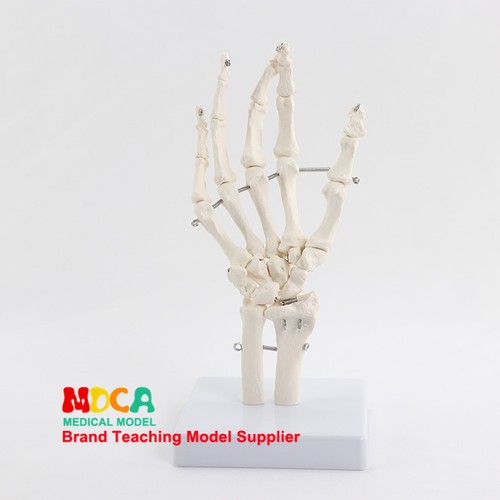 Life size human hand joint - life,