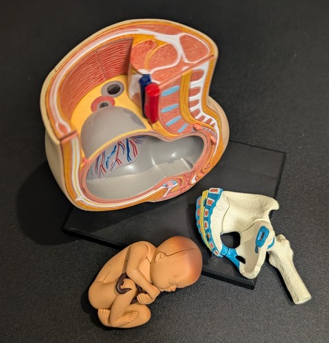 Life size human pregnancy - life,