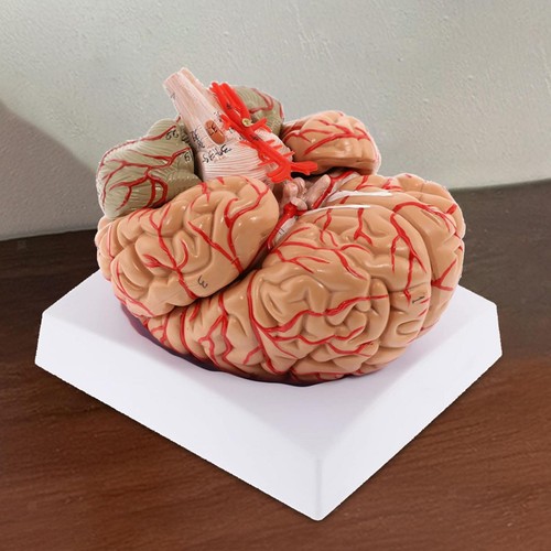 Human brain model - model, neuroanatomy