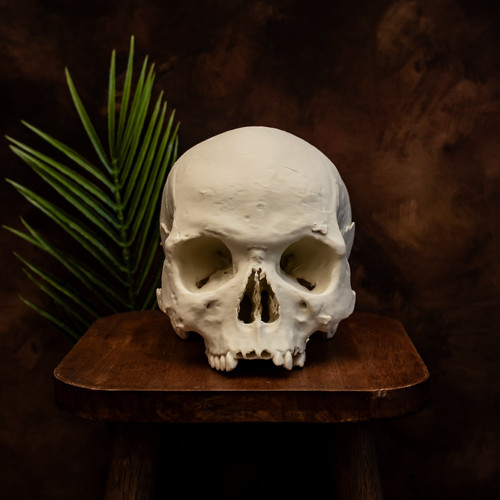 Human skull replica - human,