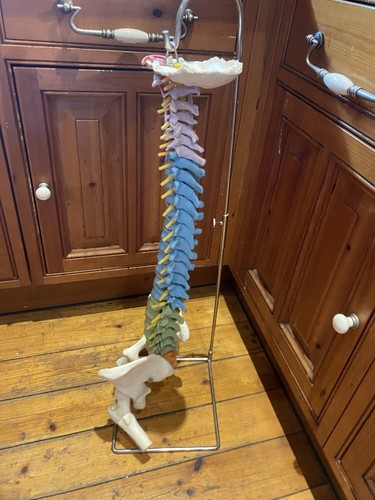 Scientific life size - life,