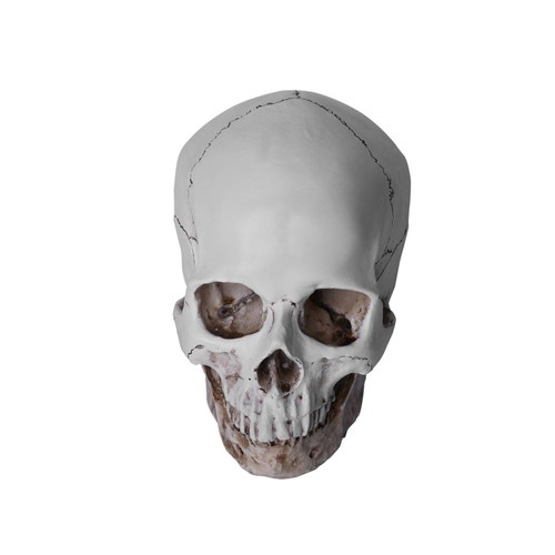 Lifesize realistic human skull - human,