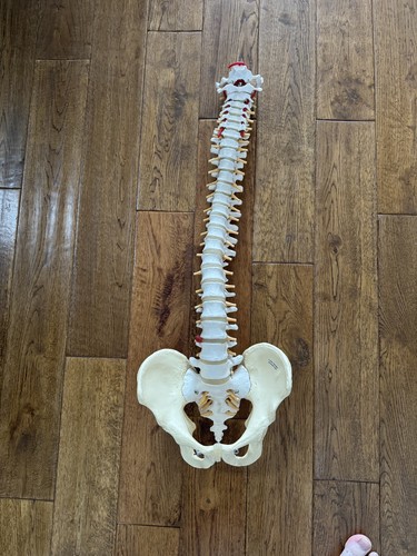 Scientific life size human - 3b,