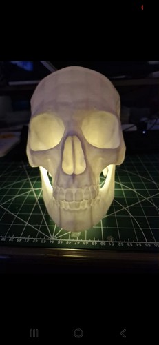Real life size skull - real,