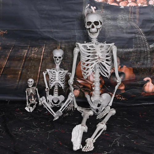 Full life size human - life, skeleton